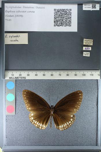 Media type: image;   Entomology 159898